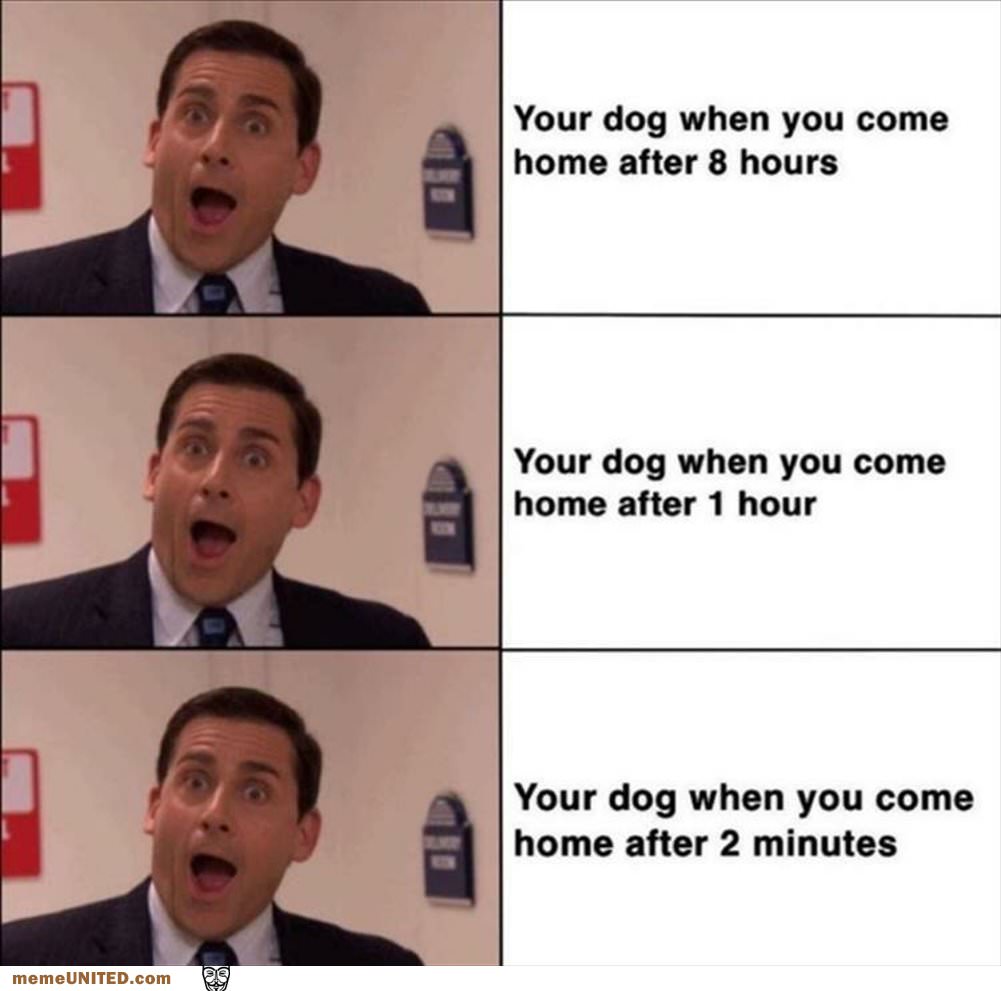 Your Dogs Face When